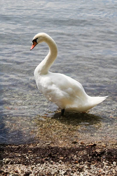 Vacker Utsikt Över Majestätisk Svan Naturen — Stockfoto