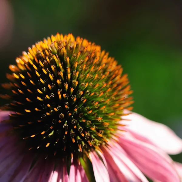 Bellissimi Fiori Sfondo Concetto Floreale — Foto Stock