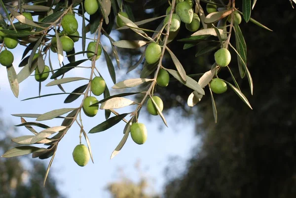 Olivo Flora Natural — Foto de Stock