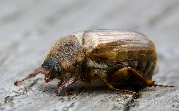 Coléoptère Européen Juin Hochet Été Amphimallon Solstitialis Sur Bois — Photo