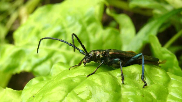 Closeup View Insect Nature — Stock Photo, Image