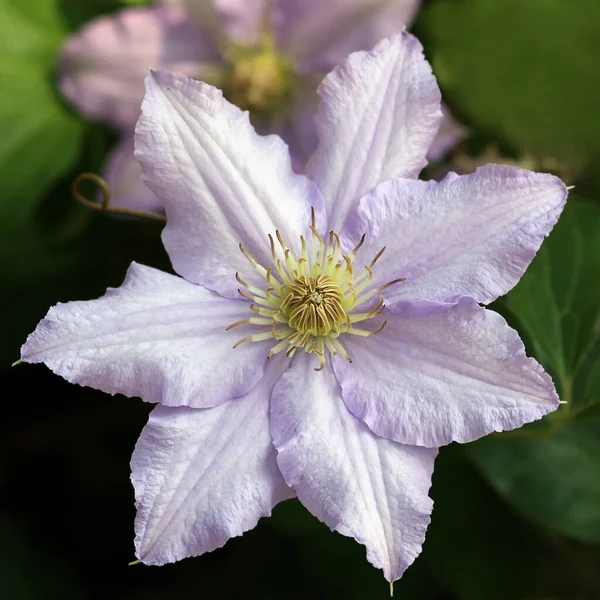 Flora Płatki Kwiatów Roślina Botaniczna — Zdjęcie stockowe
