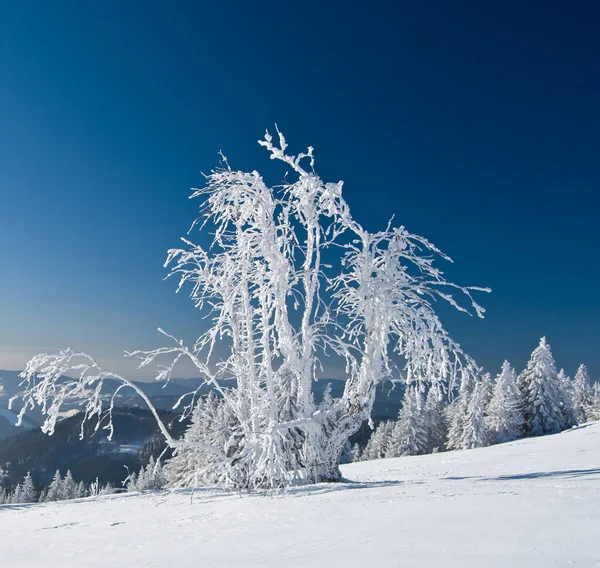 Uitzicht Een Winterse Scène — Stockfoto