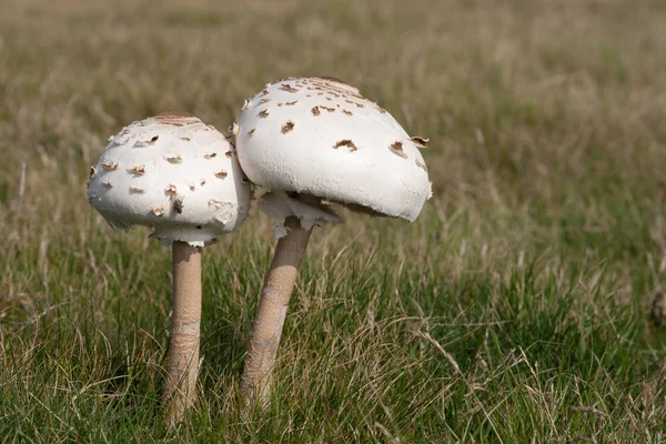 Champignon Parasol Comestible Macrolepiota Procera Avec Une Mouche Poussant Sur — Photo