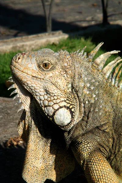 Egzotik Hayvan Iguana Kertenkelesi — Stok fotoğraf