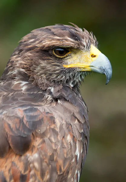 Vue Panoramique Sur Majestueux Prédateur Buzzard — Photo