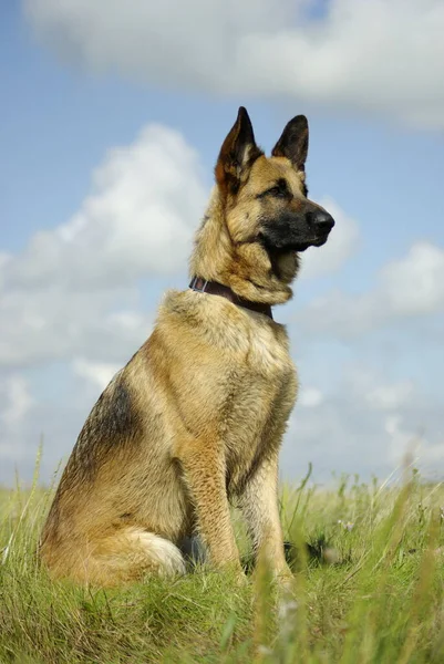 Portret Van Een Schattige Hond — Stockfoto