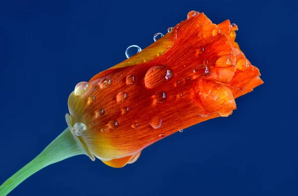 Waterdruppels Bloemen — Stockfoto