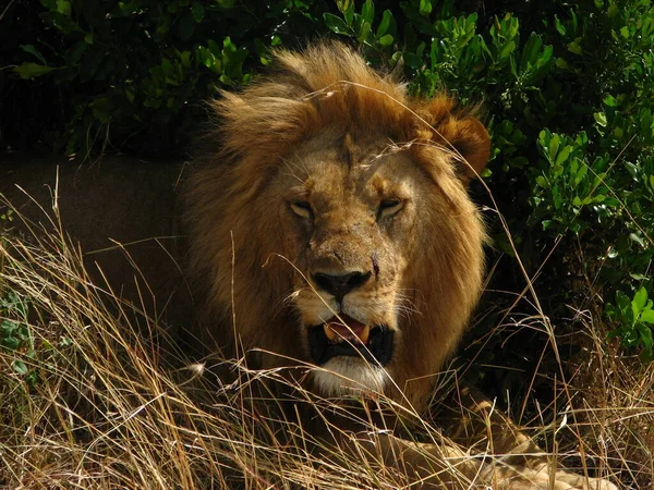 位于赞比亚卢安瓜国家公园的狮子 — 图库照片
