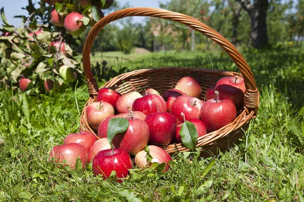 Récolte Pommes Fruits — Photo