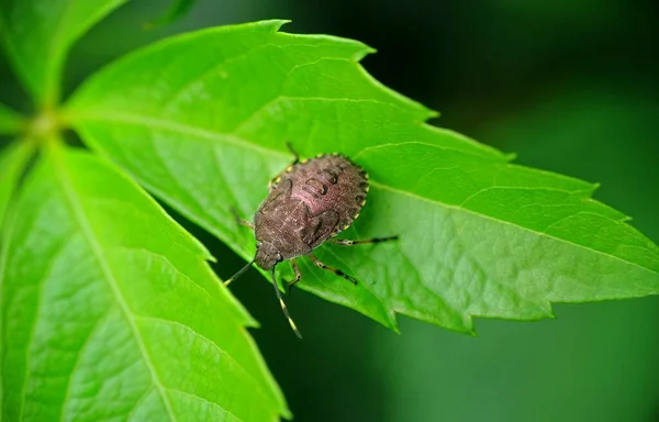 Käfer Auf Dem Blatt Wartet Auf Nahrung — Stockfoto