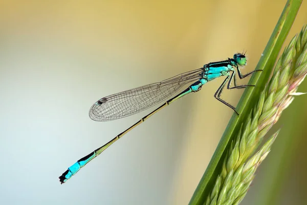 Vista Macro Primer Plano Del Insecto Libélula — Foto de Stock