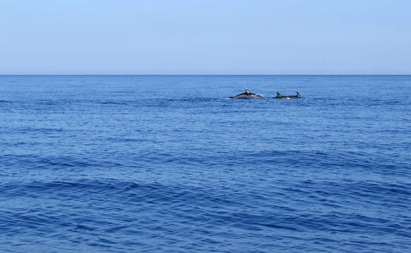 Delfiny Otwartym Morzu — Zdjęcie stockowe
