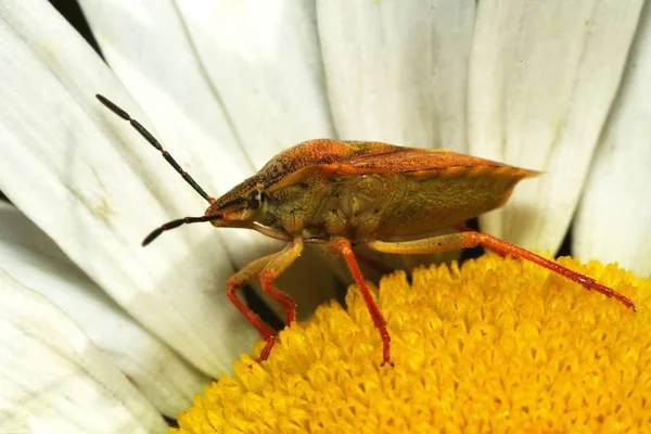 Note Voltage Applied Underside Leaf Bug Proboscis Readily Apparent — Stock Photo, Image