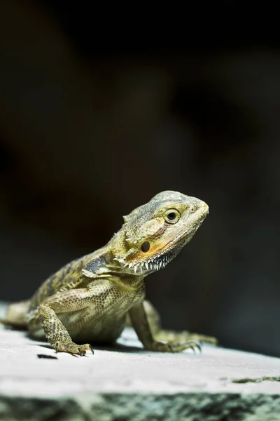 Detailní Záběr Zvířat Zoologické Zahradě — Stock fotografie