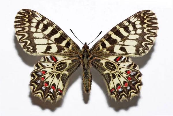 Zuidelijke Pijpbloemvlinder Vlinder Zerynthia Polyxena Geïsoleerd Witte Achtergrond — Stockfoto