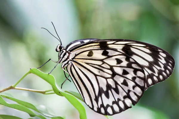 Papierdrachen Schmetterling — Stockfoto