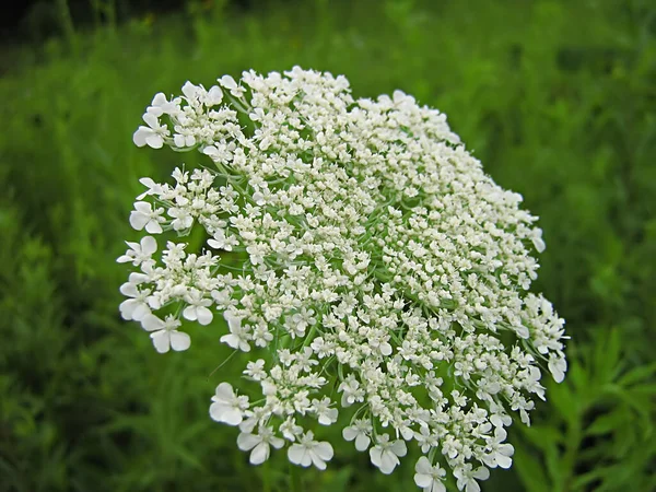 Uma Fotografia Uma Flor Branca Campo — Fotografia de Stock