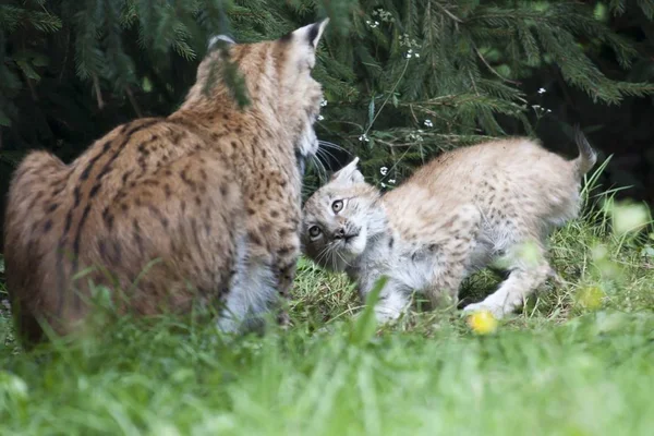 Animali Giovani Attenzione Selettiva — Foto Stock