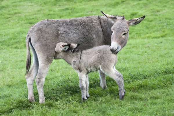 Jonge Dieren Selectieve Focus — Stockfoto