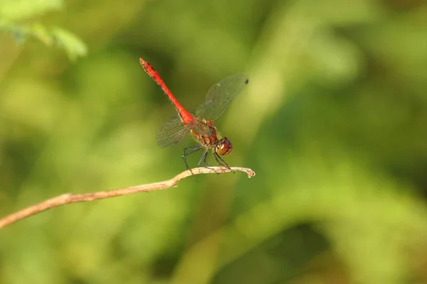 Brunátný Vážka Sympetrum Krvavá Muž Větvi — Stock fotografie