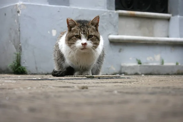 Gatto Seduto Nel Cimitero Recoleta Buenos Aires — Foto Stock