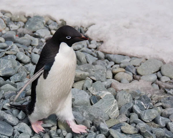 Χαριτωμένο Πιγκουίνος Βήματα Προσεκτικά Βράχους Στις Νότιες Νήσους Orkney Ανταρκτική — Φωτογραφία Αρχείου