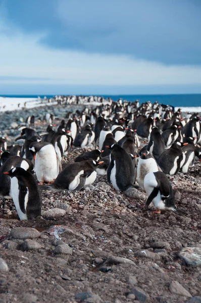 Tato Kolonie Přístavu Yankee Antarktickém Poloostrově Čítá Kolem 4000 Párů — Stock fotografie