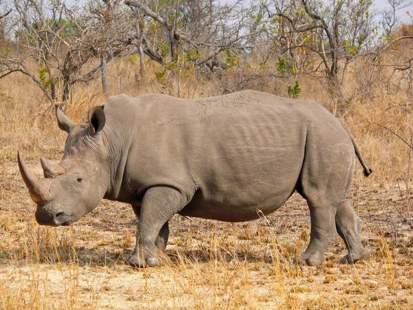 Один Носорогів Під Захистом Національного Парку Крюгер — стокове фото