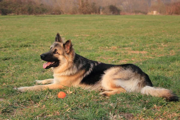 Een Jonge Duitse Herdershond — Stockfoto