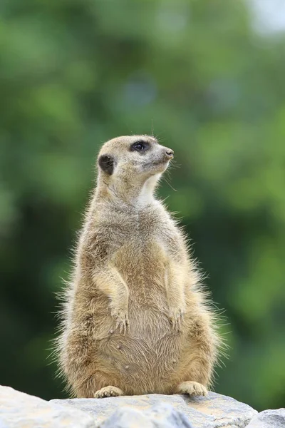 Surykatka Suricate Zwierzę Przyrodzie — Zdjęcie stockowe