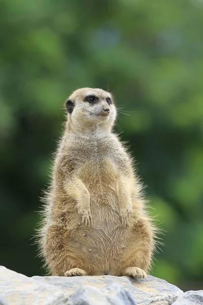 Meerkat Suricata Suricattaの野生動物 — ストック写真