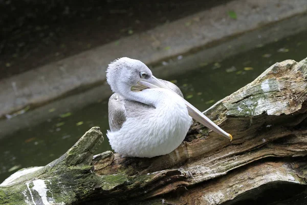 Pink Backed Pelican Close — Stockfoto