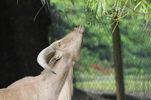 Barbary Owce Zbliżeniu — Zdjęcie stockowe