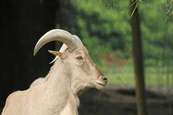 Barbary Owce Zbliżeniu — Zdjęcie stockowe