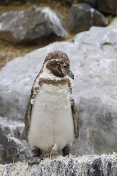 Aussichtsreicher Blick Auf Putzige Pinguinvögel Der Natur — Stockfoto