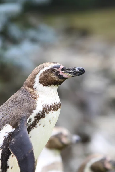 Vista Panorámica Las Aves Pingüinos Lindos Naturaleza — Foto de Stock