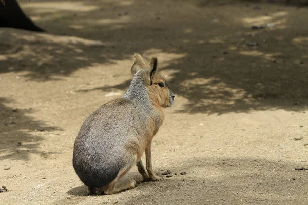 Kangourou Dans Zoo — Photo