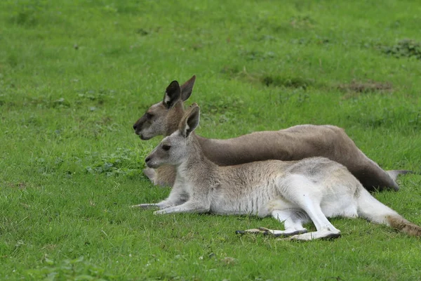 Kangaroo Animal Animal Australiano — Fotografia de Stock