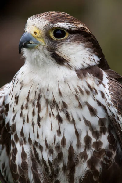 Aussichtsreicher Blick Auf Den Schönen Falken Der Natur — Stockfoto