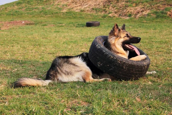 Young German Shepherd Dog Playing Car Tire — Stock Photo, Image