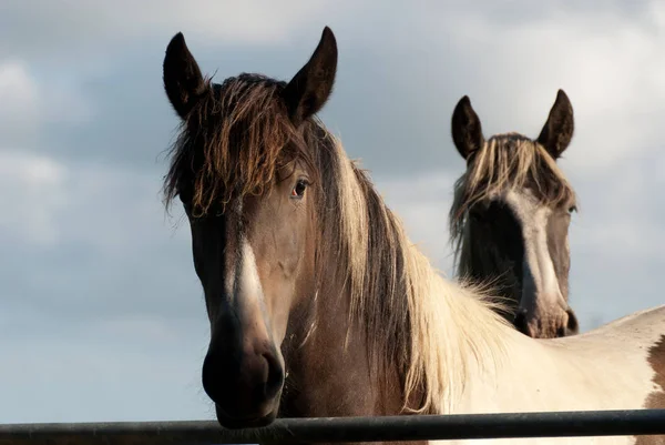 Paire Chevaux Illuminés Par Lumière Coucher Soleil Cornouailles — Photo