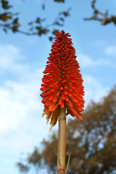 Red Hot Poker Flower Cornwall — Stock Photo, Image