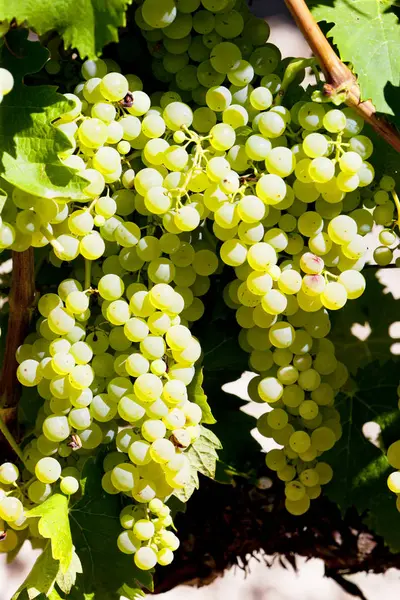 Fehér Szőlő Jarnaci Poitou Charentes Franciaország — Stock Fotó