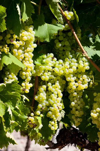 Uva Blanca Jarnac Poitou Charentes Francia — Foto de Stock