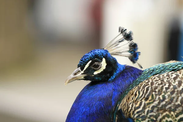 Pavão Azul Close — Fotografia de Stock