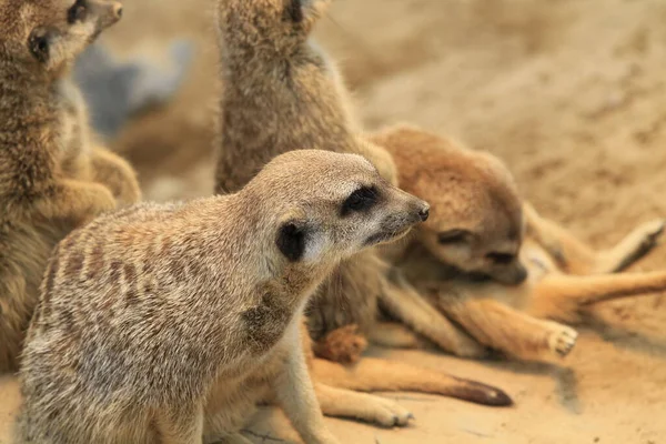 Suricates Animaux Suricata Suricatta — Photo