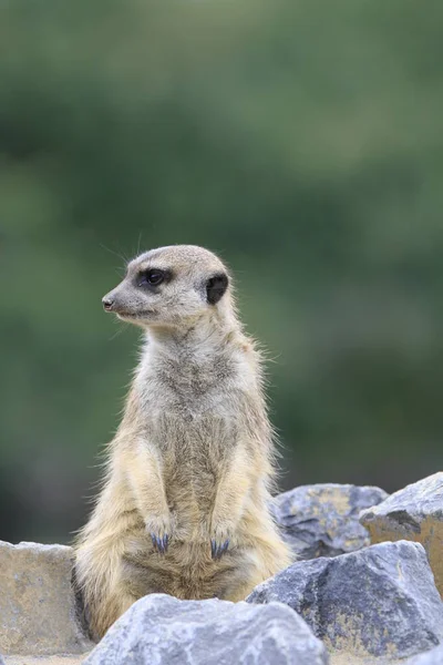 Meerkat Suricate Ζώο Στη Φύση — Φωτογραφία Αρχείου