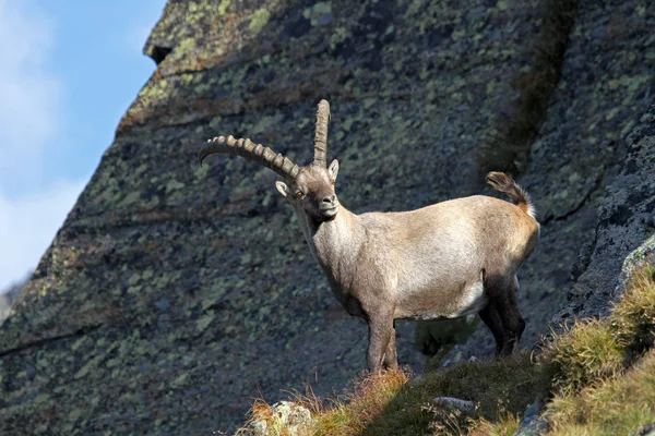 Malerischer Blick Auf Die Majestätische Alpenlandschaft — Stockfoto