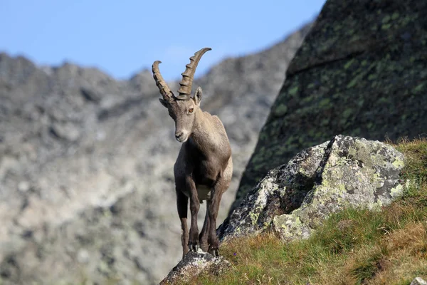 Schilderachtig Uitzicht Prachtig Alpenlandschap — Stockfoto